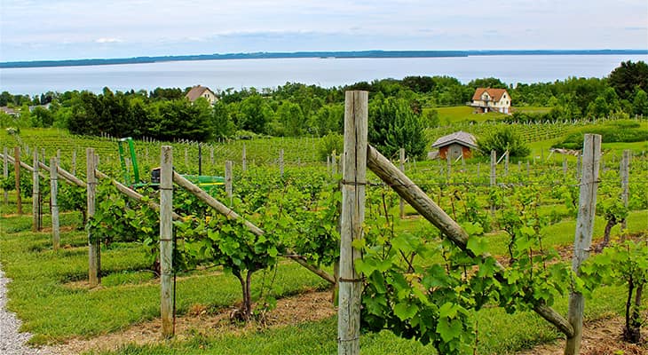 A vineyard in Michigan, overlooking the lake